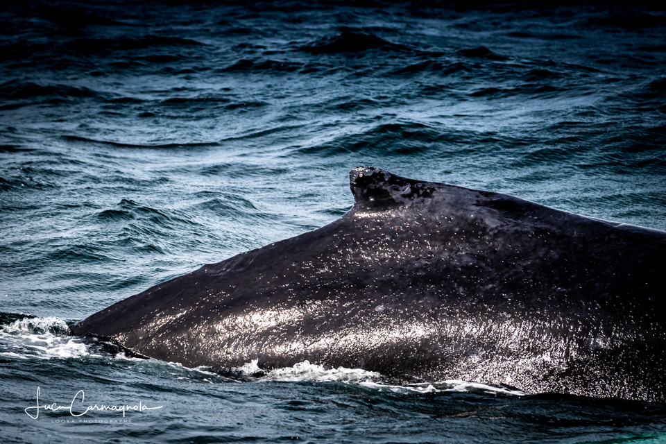 USA 2019 baleines 017