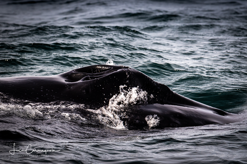 USA 2019 baleines 018