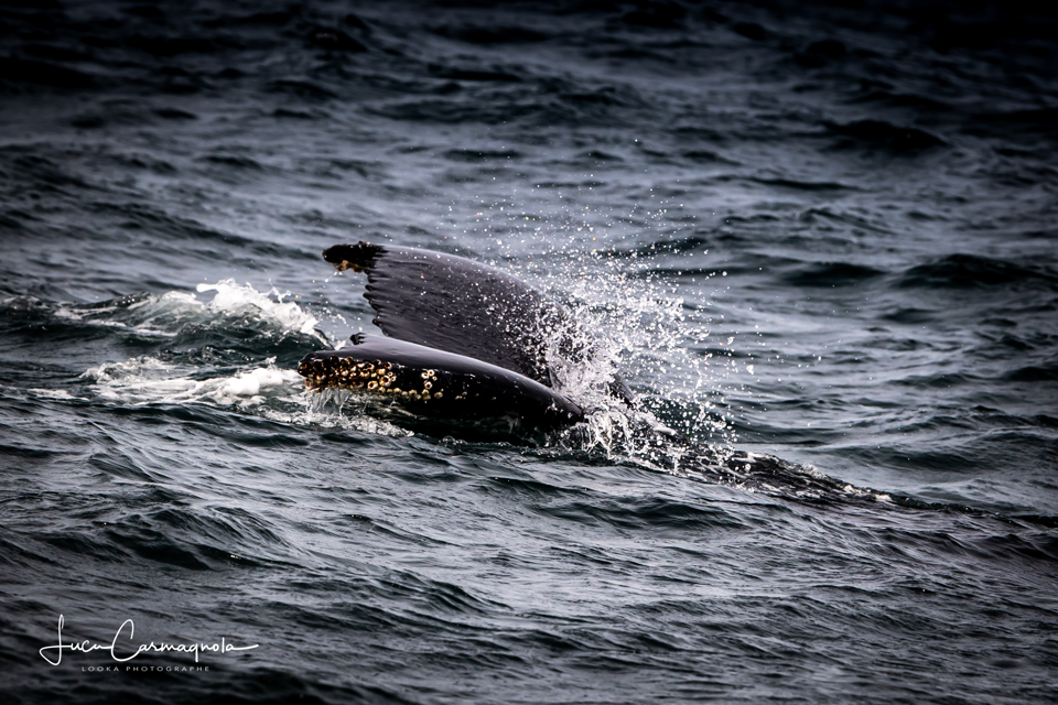 USA 2019 baleines 019