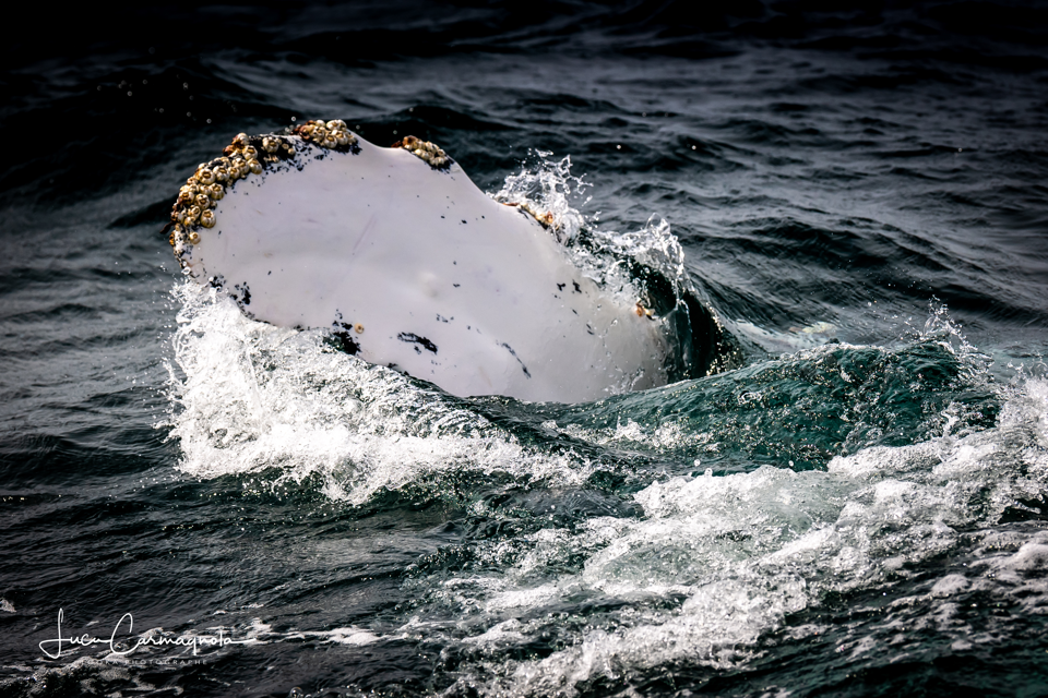 USA 2019 baleines 020