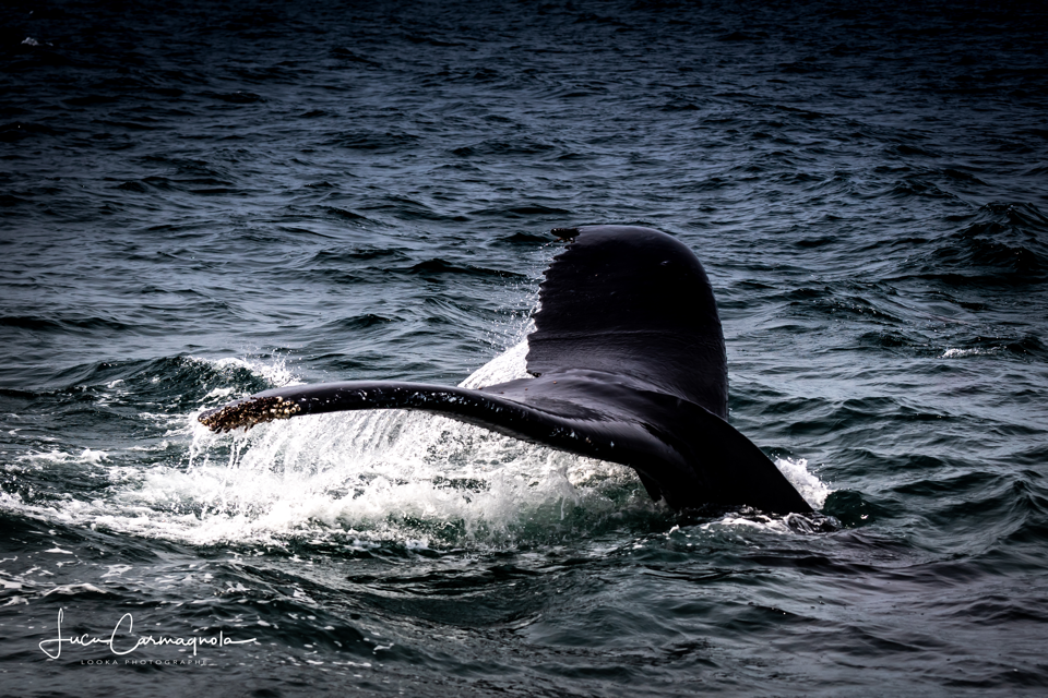 USA 2019 baleines 021