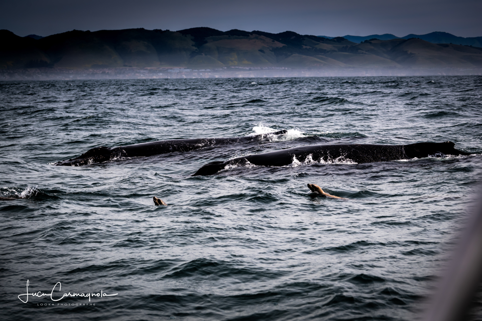 USA 2019 baleines 022
