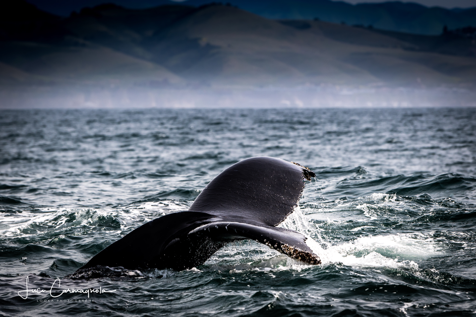 USA 2019 baleines 023