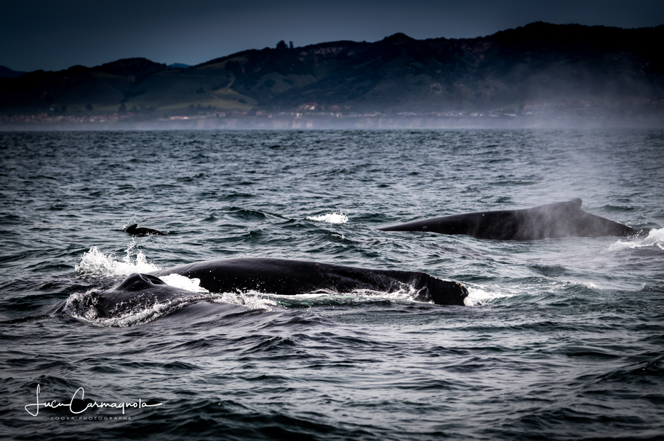 USA 2019 baleines 024