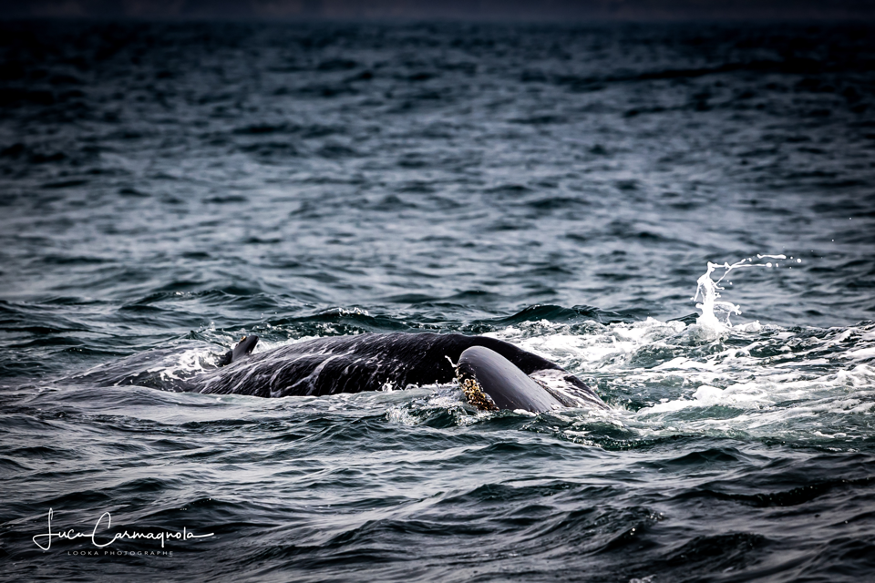 USA 2019 baleines 025