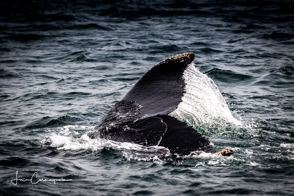USA 2019 baleines 026