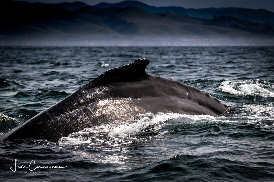USA 2019 baleines 027
