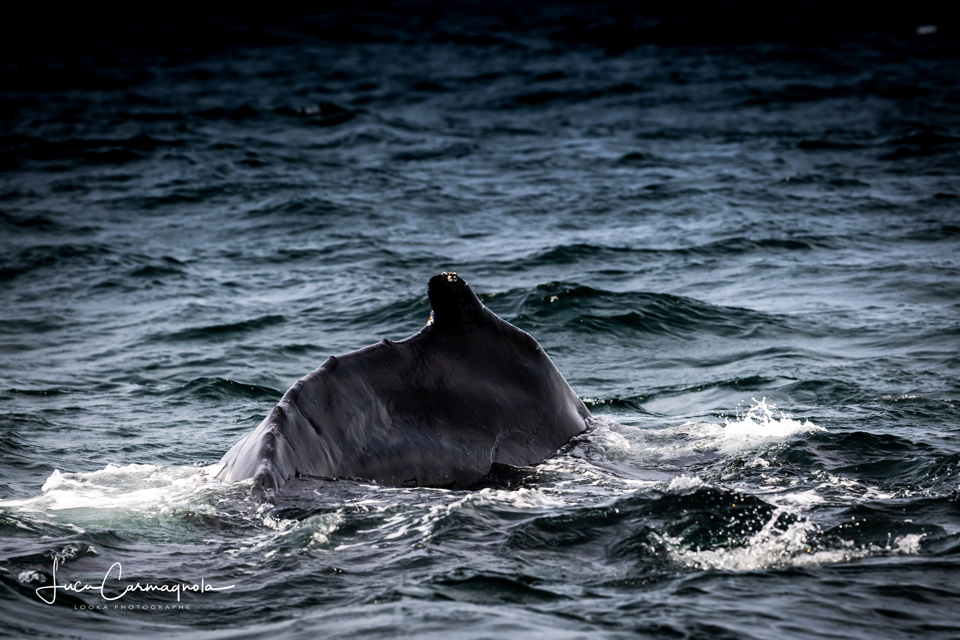 USA 2019 baleines 028