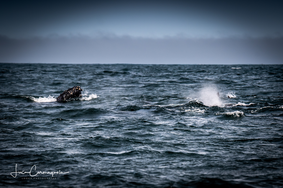 USA 2019 baleines 030