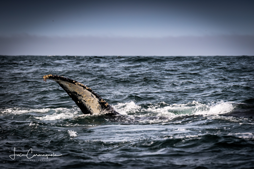 USA 2019 baleines 031