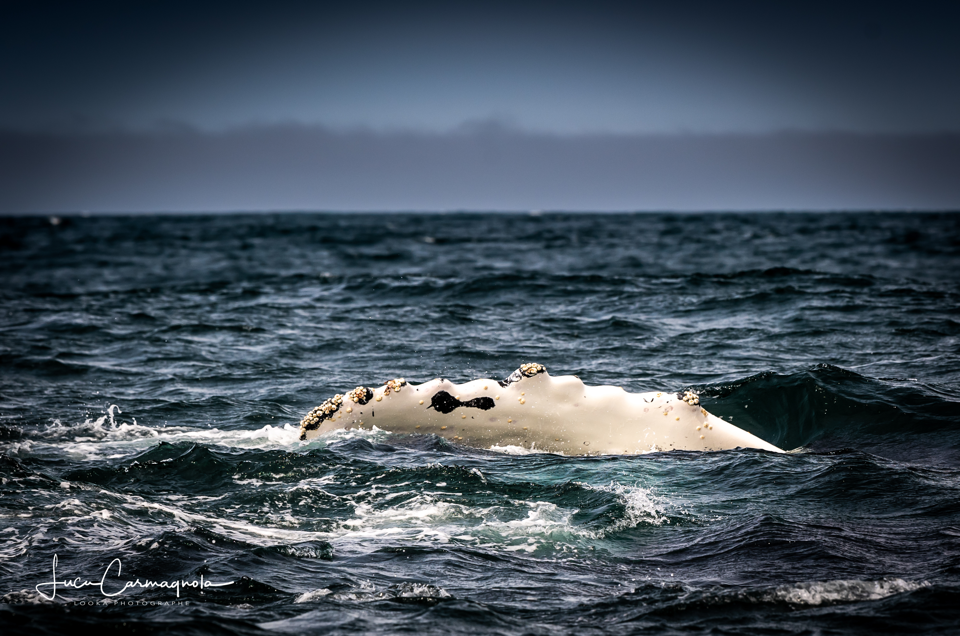 USA 2019 baleines 032