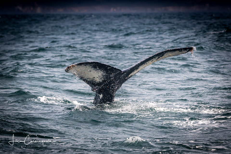USA 2019 baleines 033