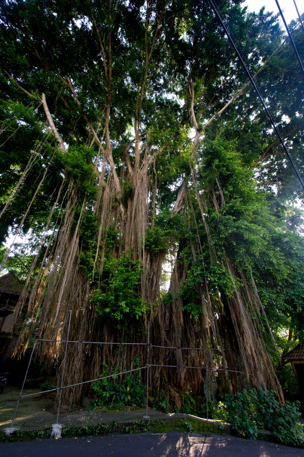 Bali 2010 125