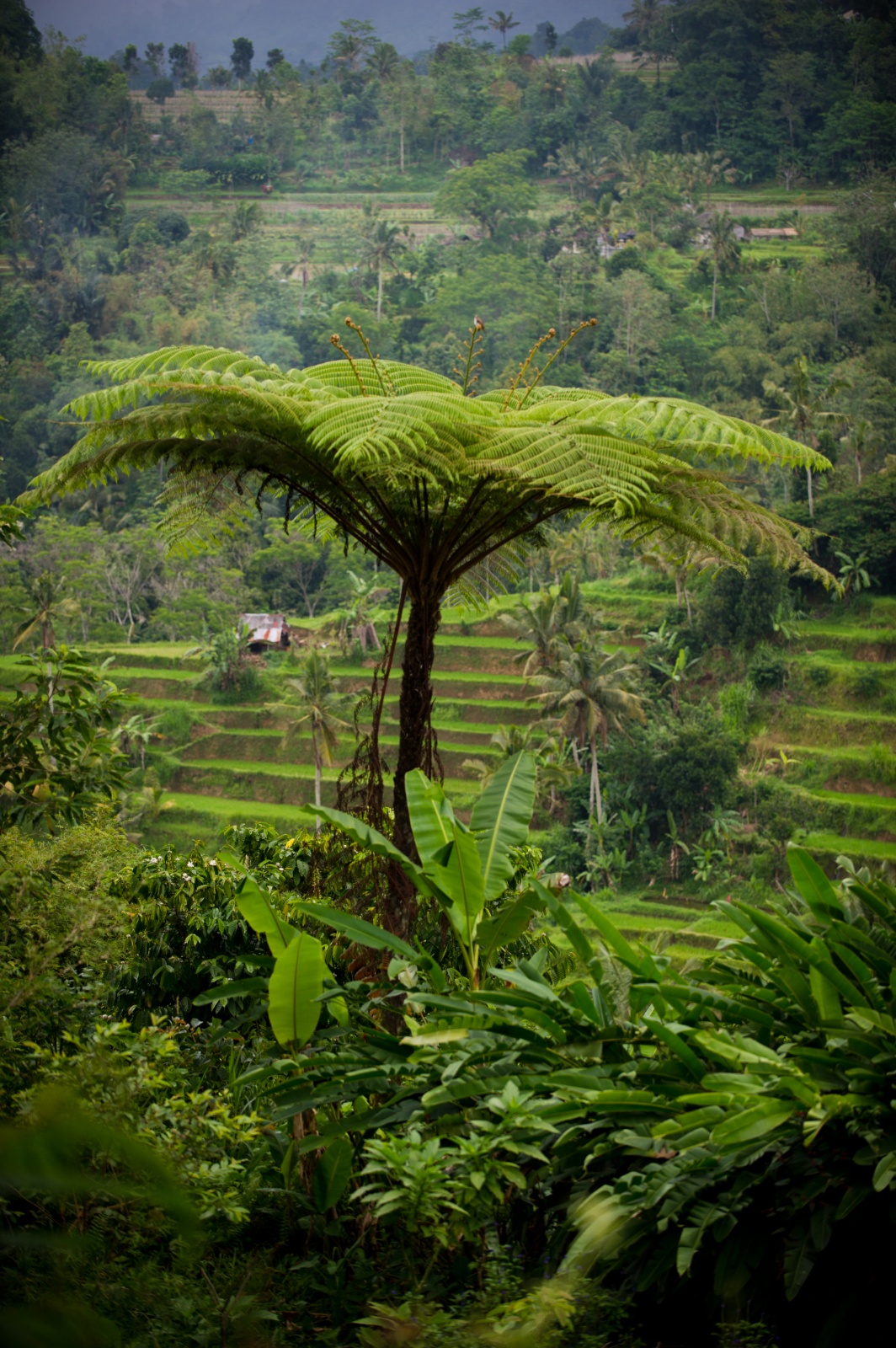 Bali 2010 183