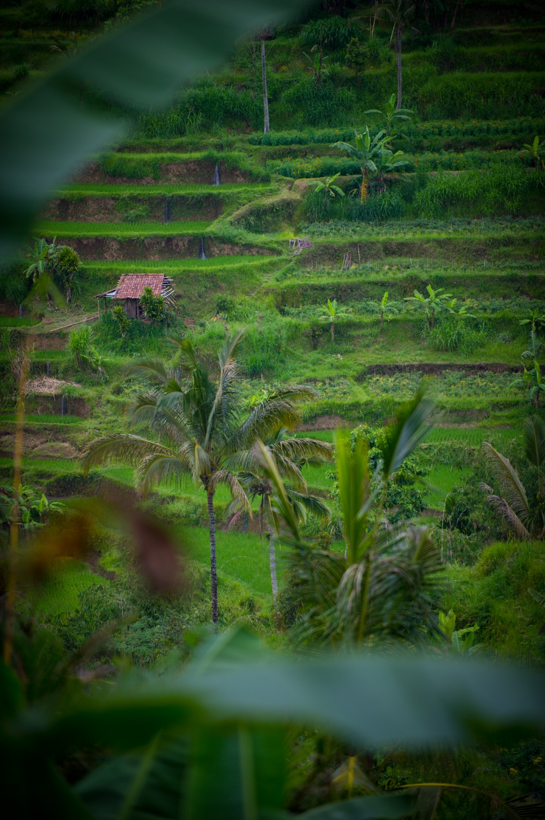 Bali 2010 187