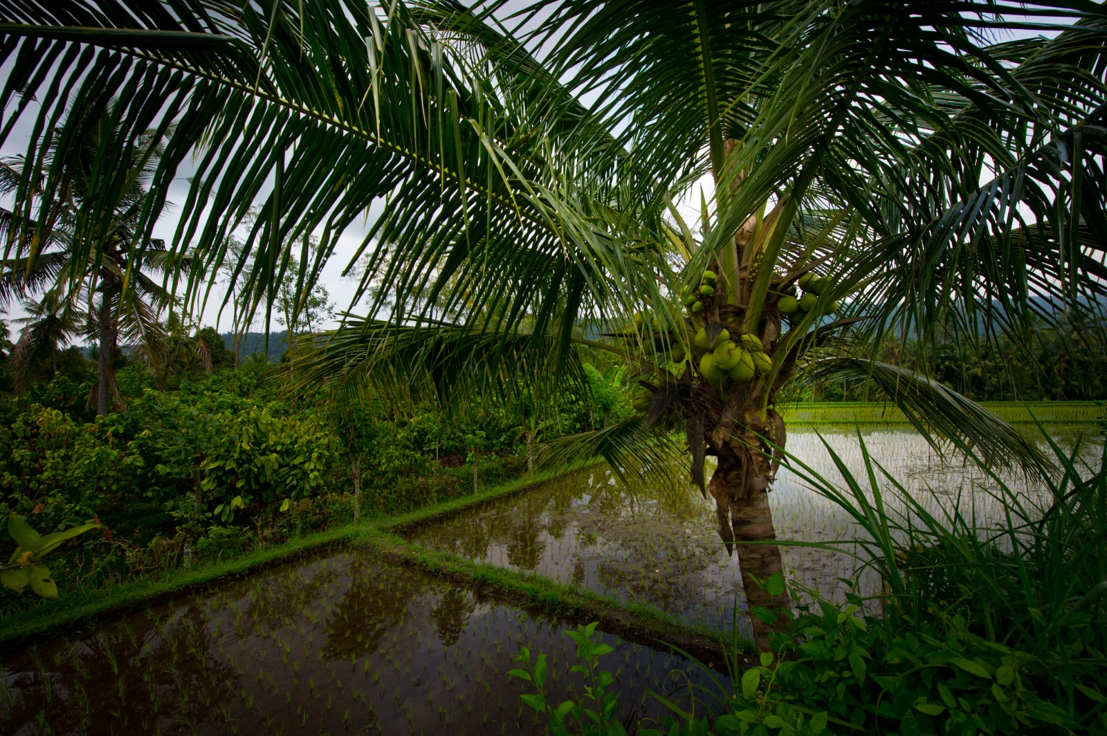 Bali 2010 201