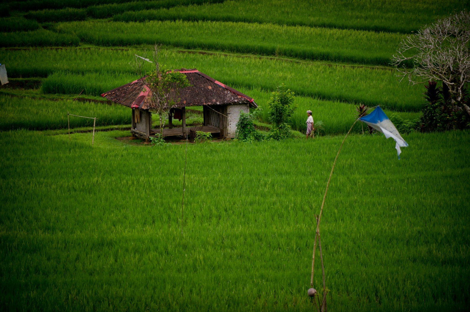 Bali 2010 244