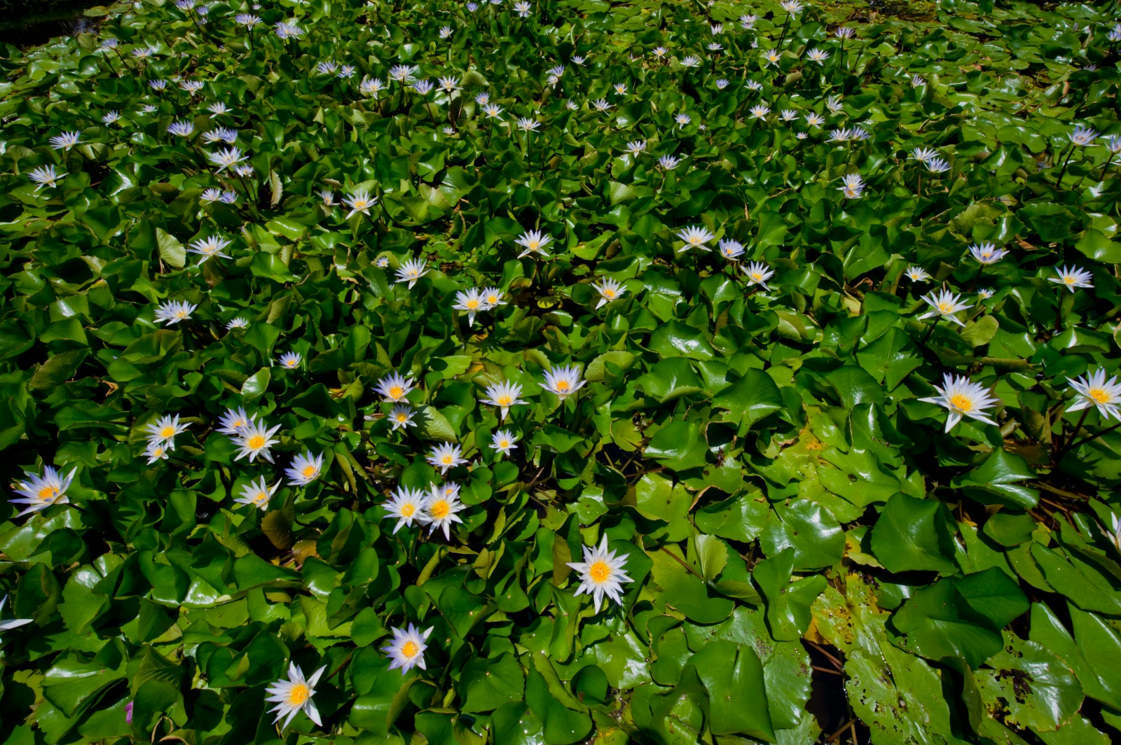 Bali 2010 265