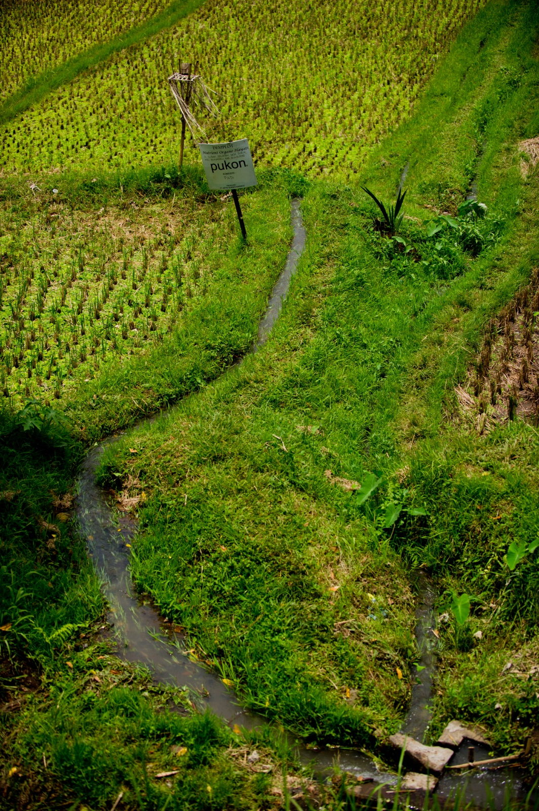 Bali 2010 291