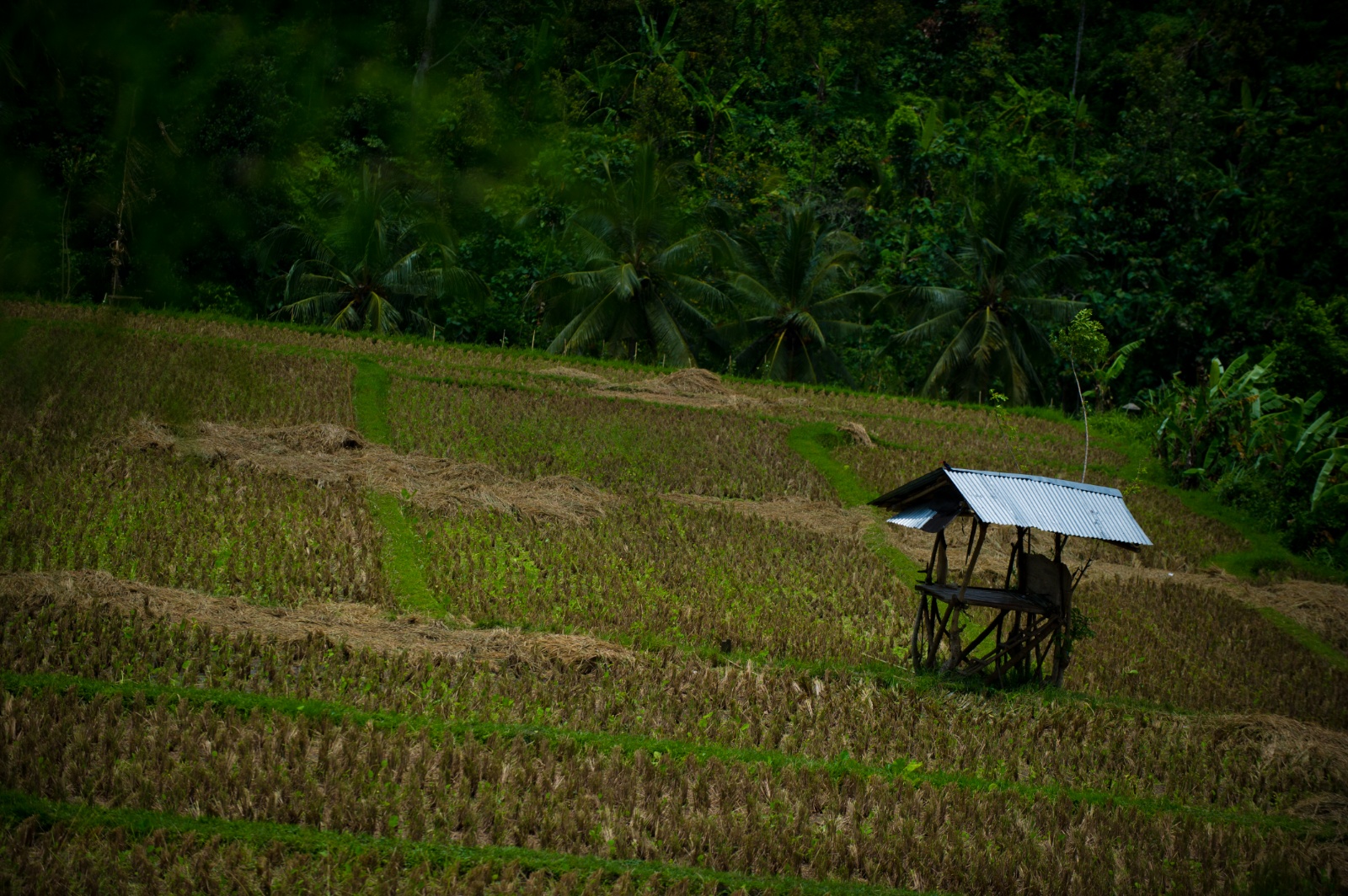 Bali 2010 292
