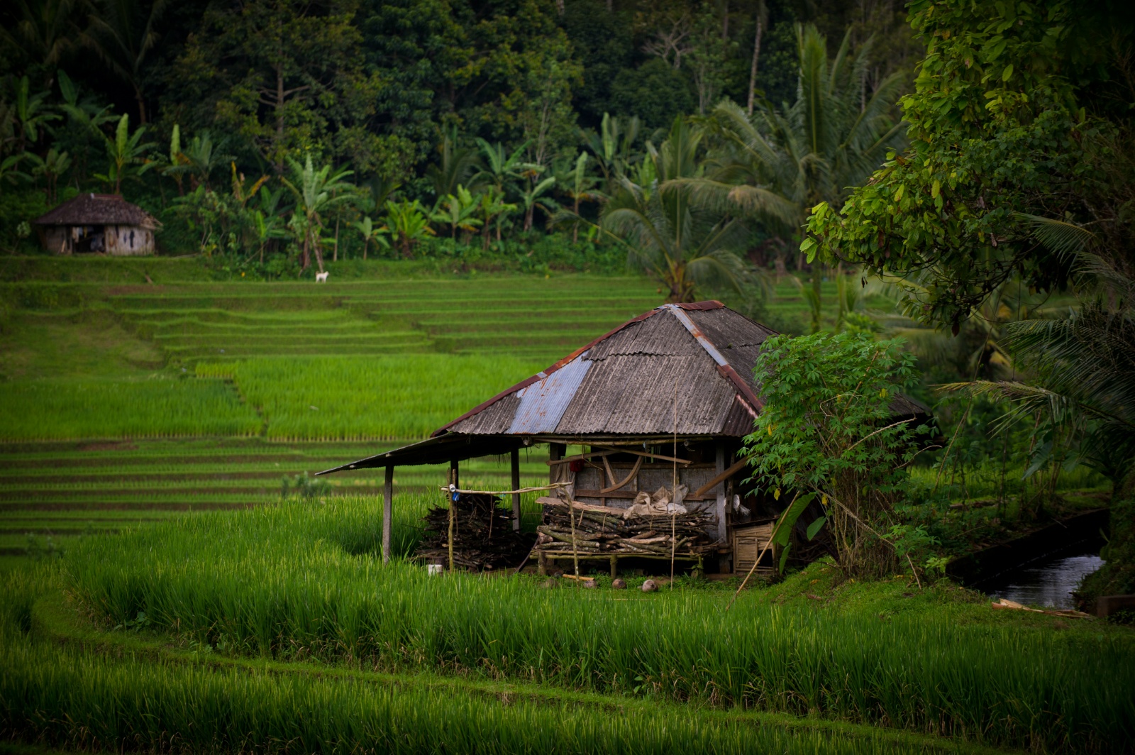 Bali 2010 293