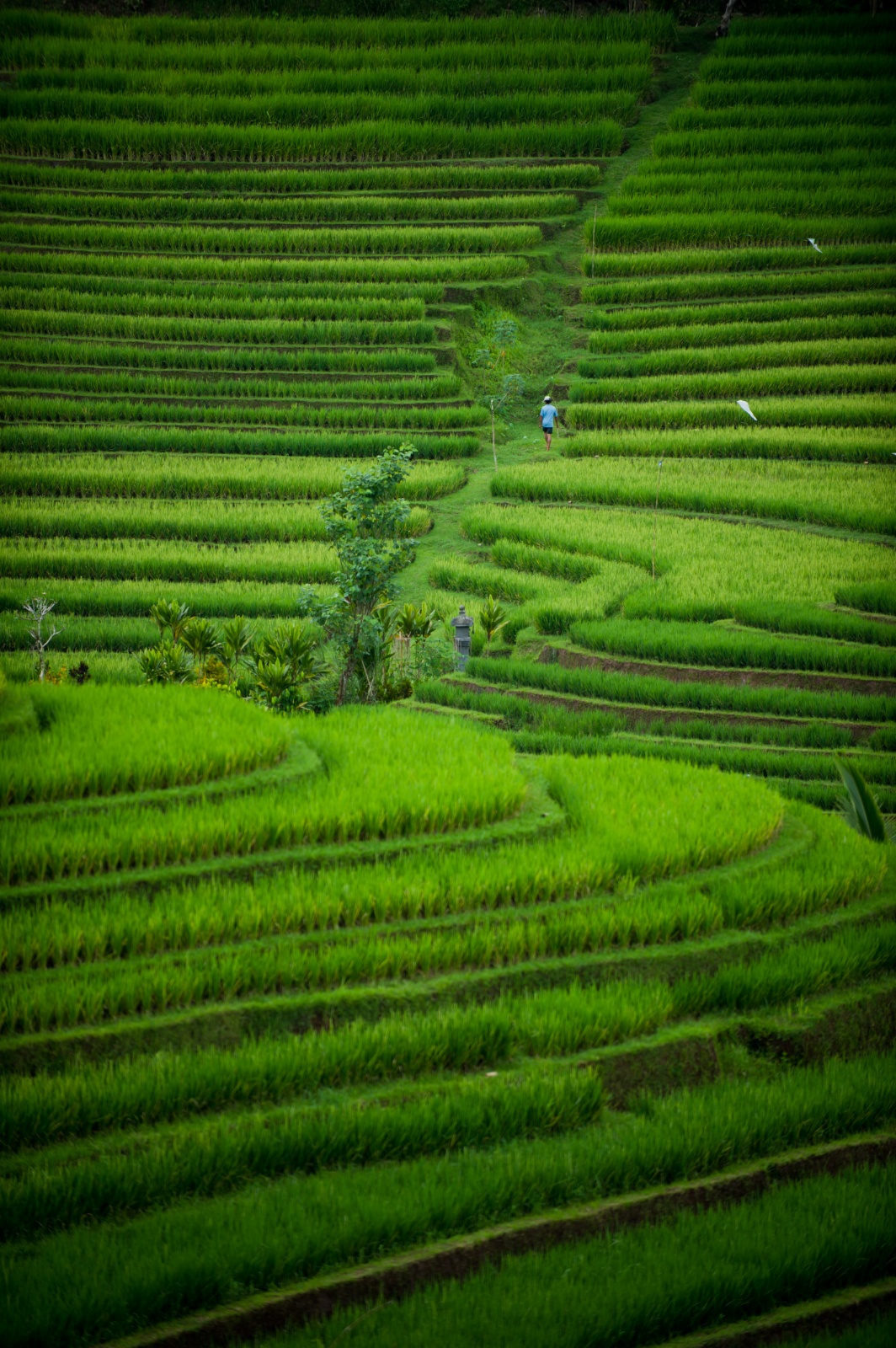 Bali 2010 294