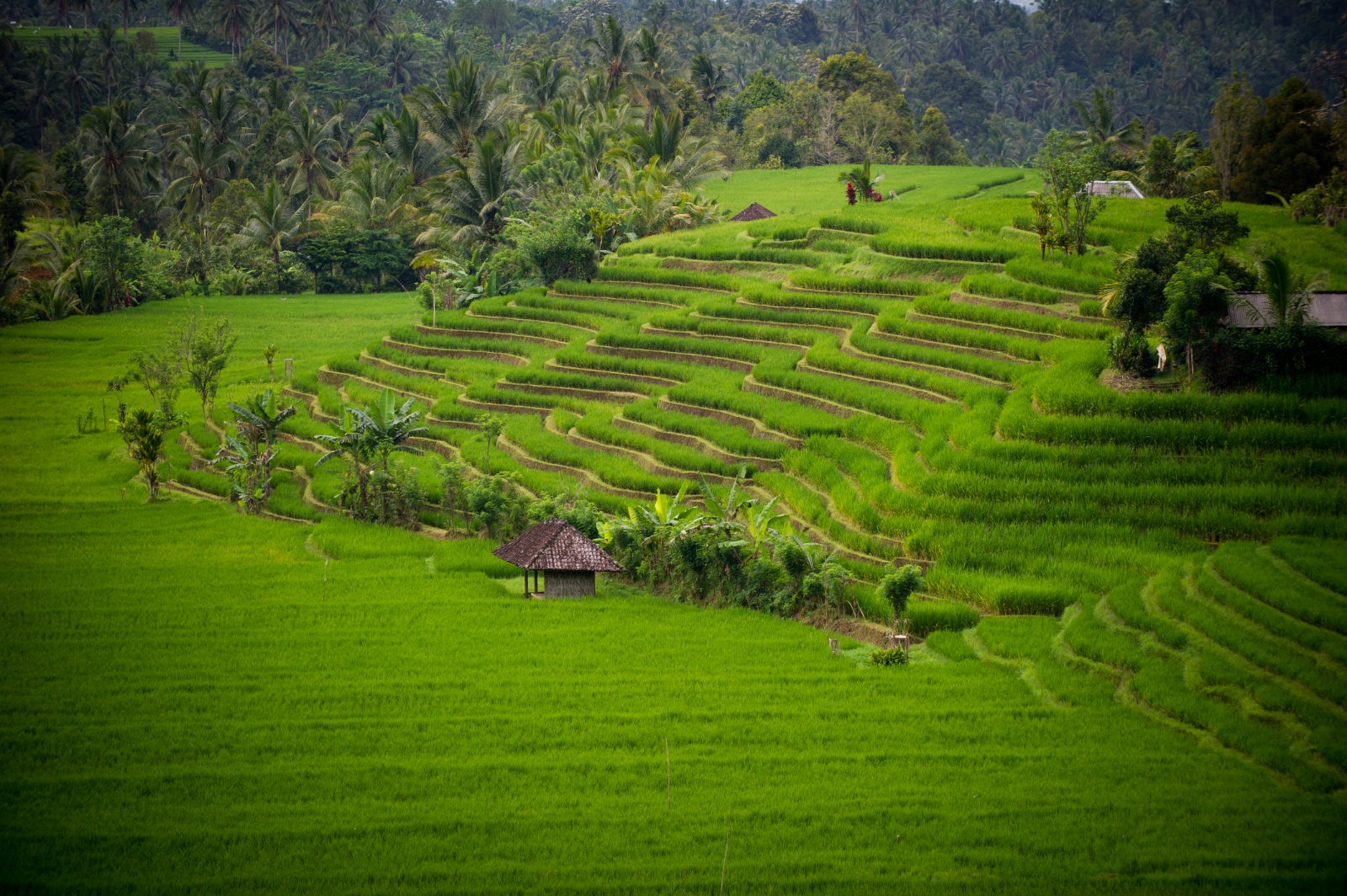 Bali 2010 297