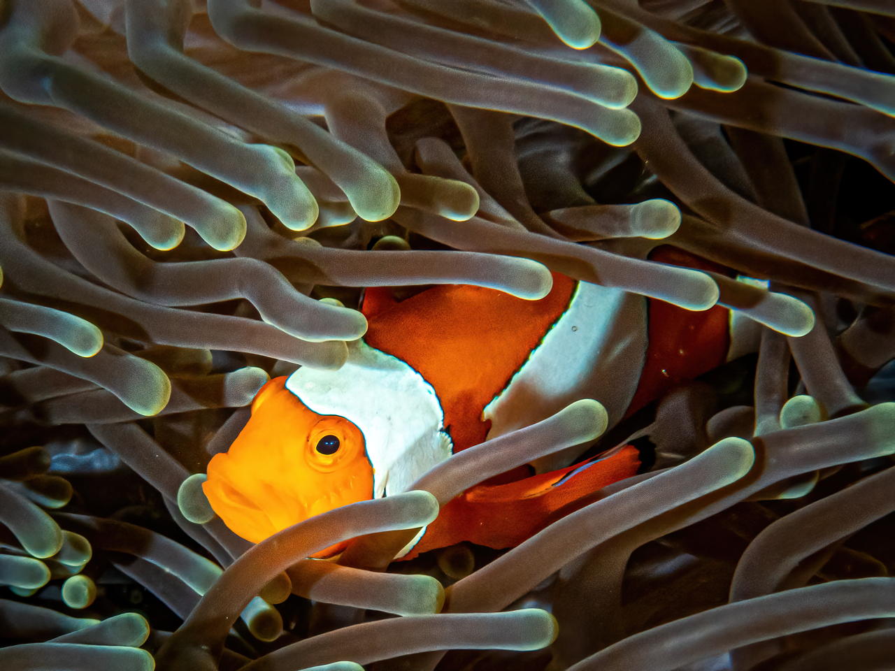 Raja4Divers plongee 006 2022 by Luca Carmagnola