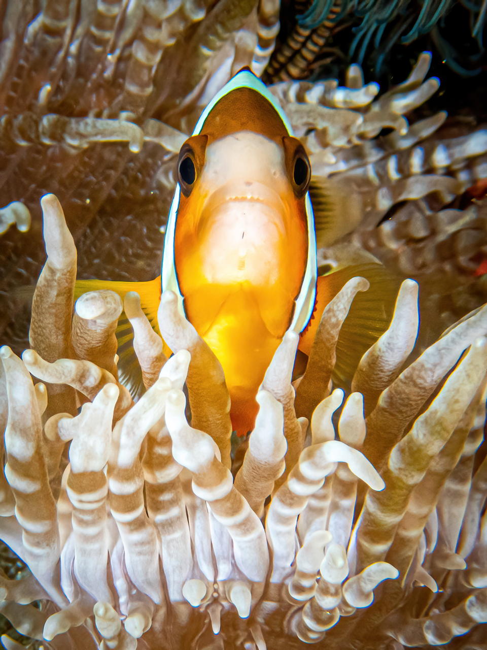 Raja4Divers plongee 012 2022 by Luca Carmagnola