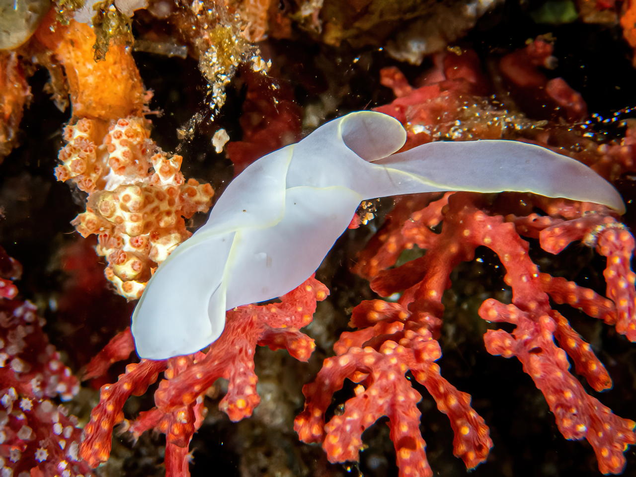 Raja4Divers plongee 036 2022 by Luca Carmagnola