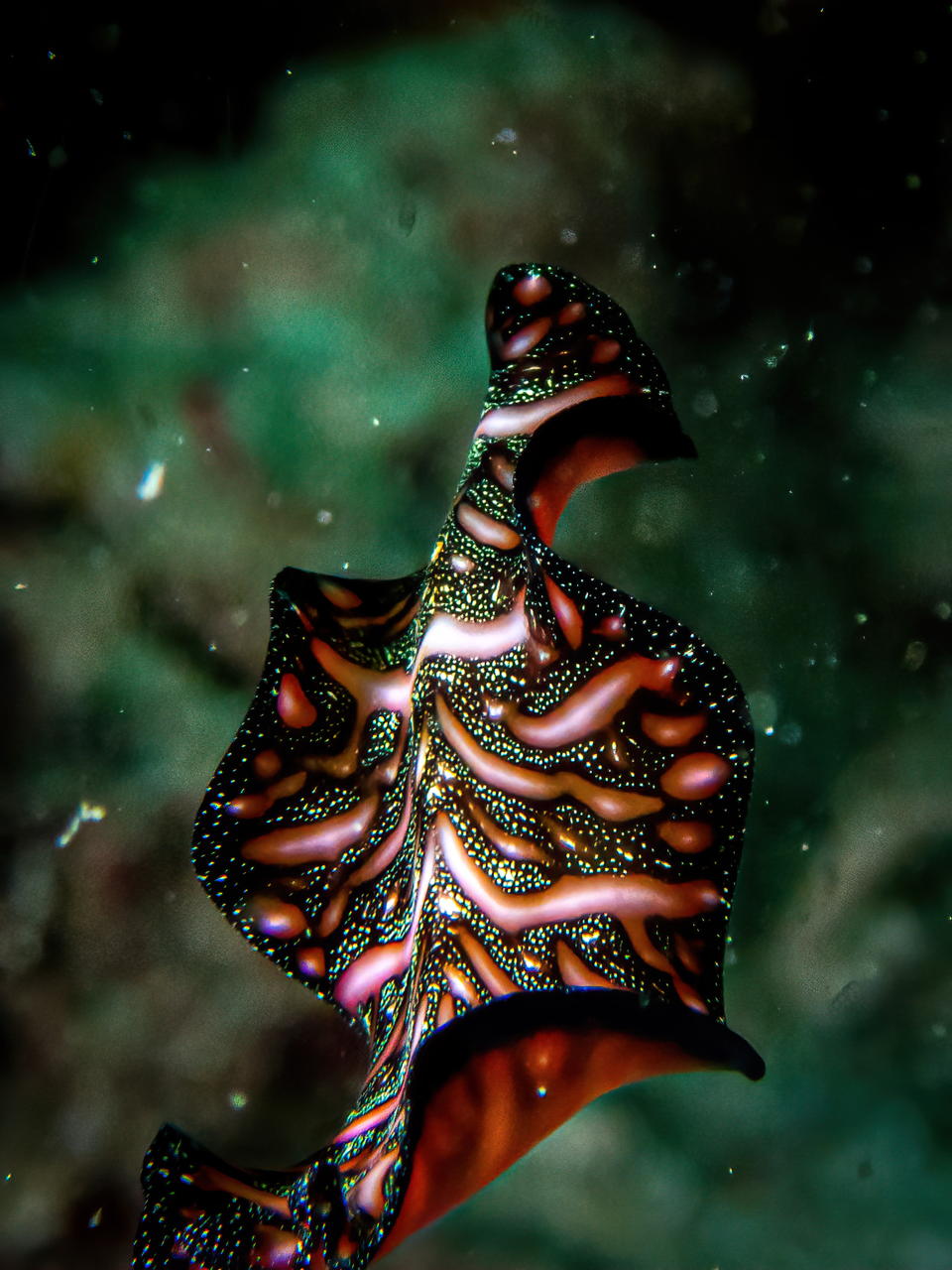 Raja4Divers plongee 049 2022 by Luca Carmagnola