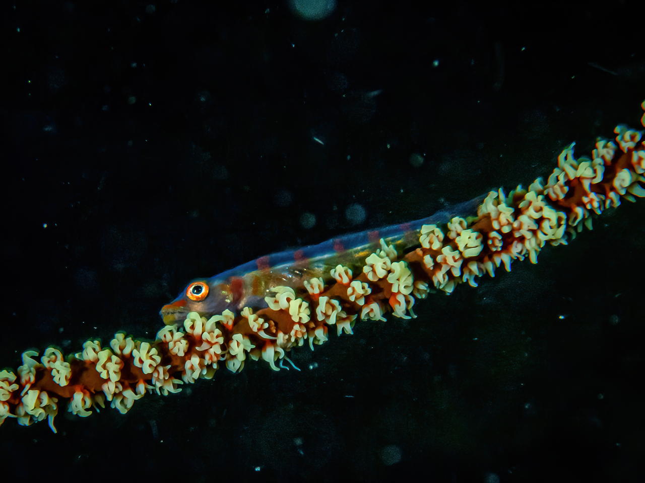 Raja4Divers plongee 054 2022 by Luca Carmagnola