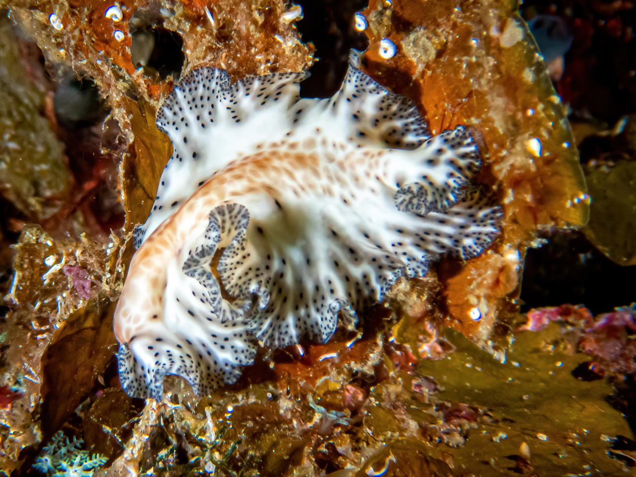 Raja4Divers plongee 061 2022 by Luca Carmagnola