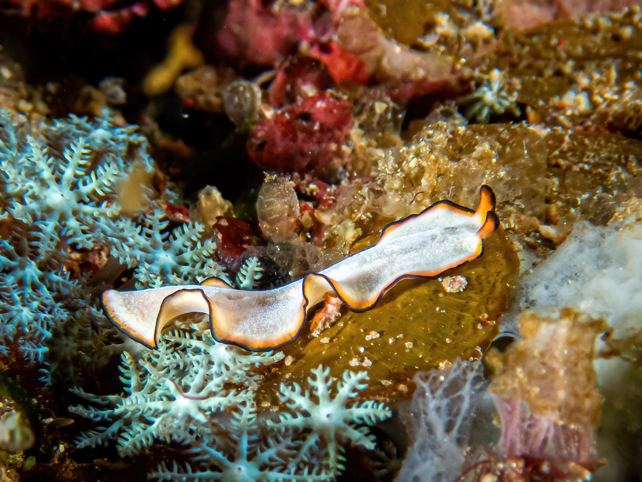 Raja4Divers plongee 062 2022 by Luca Carmagnola