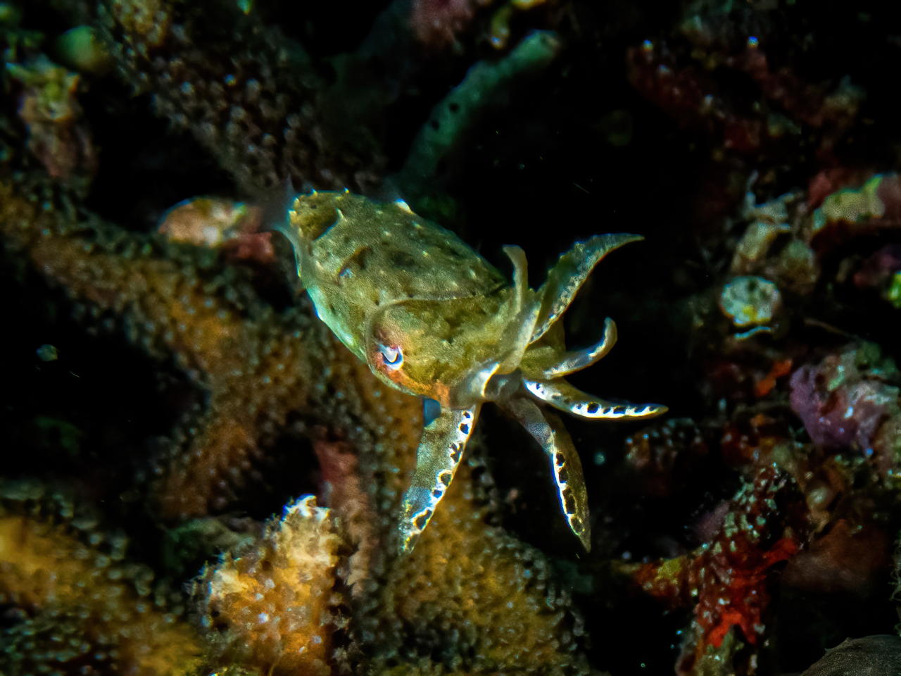 Raja4Divers plongee 077 2022 by Luca Carmagnola