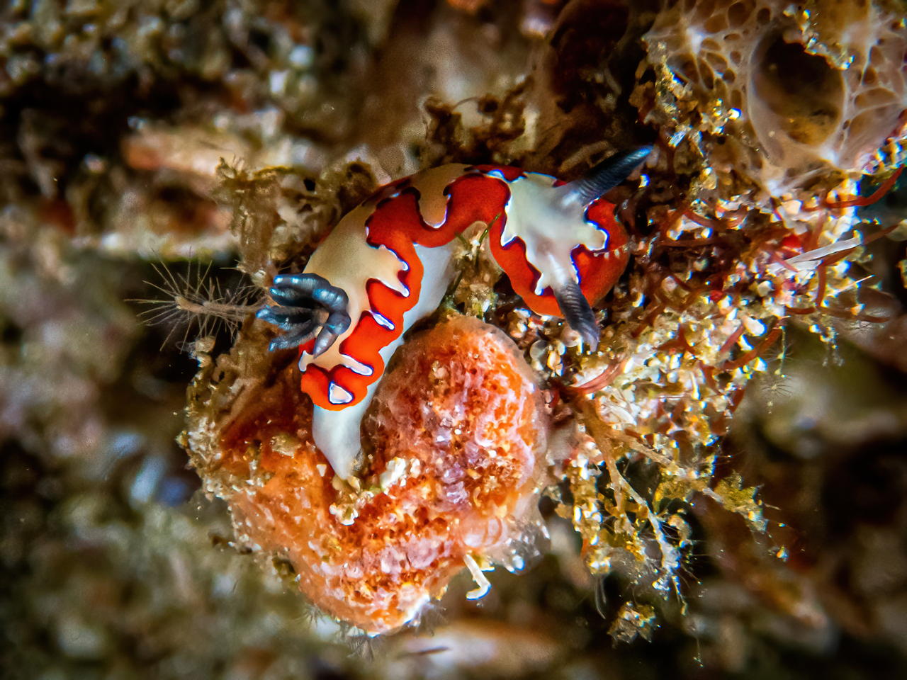 Raja4Divers plongee 082 2022 by Luca Carmagnola