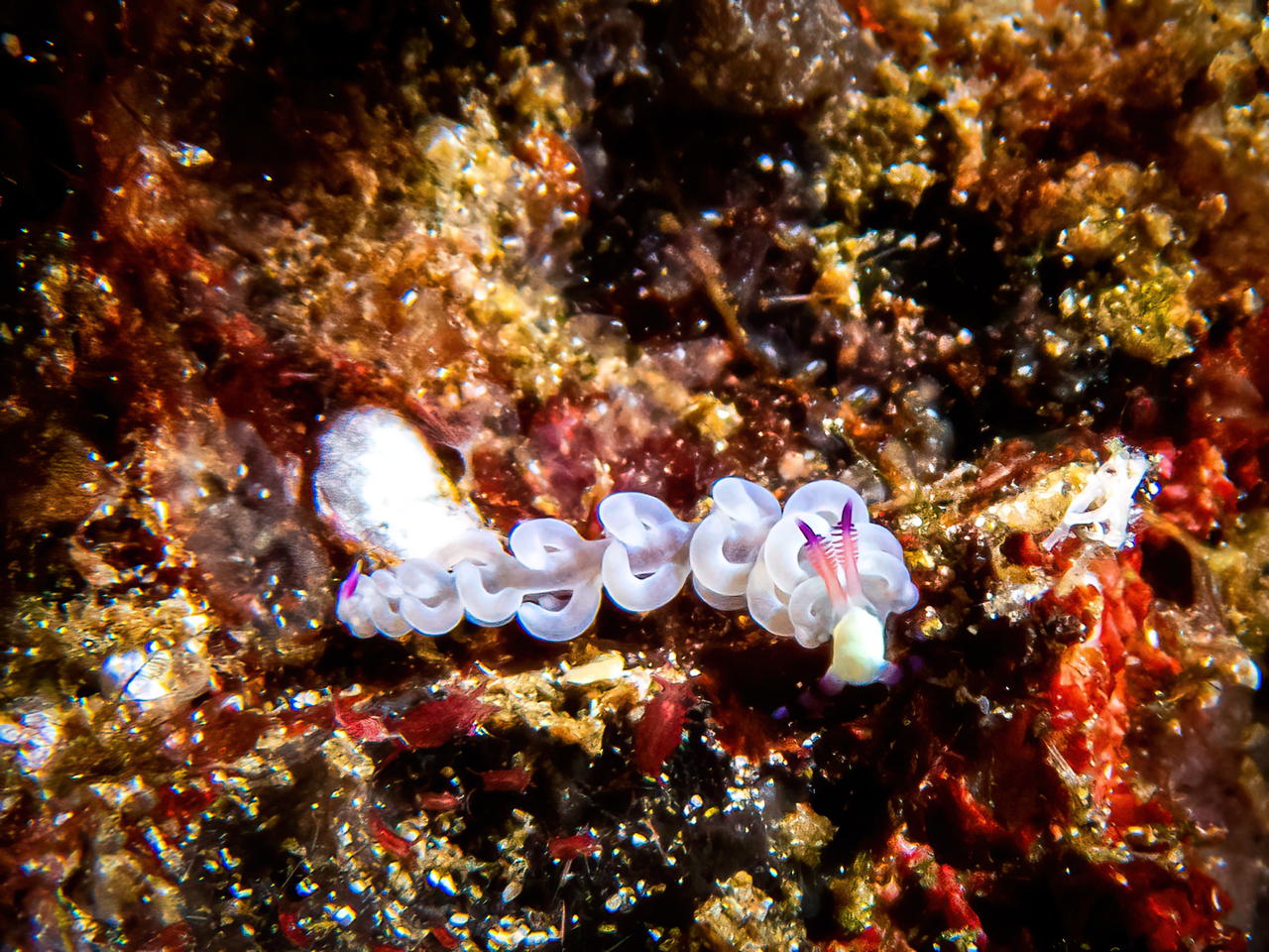 Raja4Divers plongee 095 2022 by Luca Carmagnola