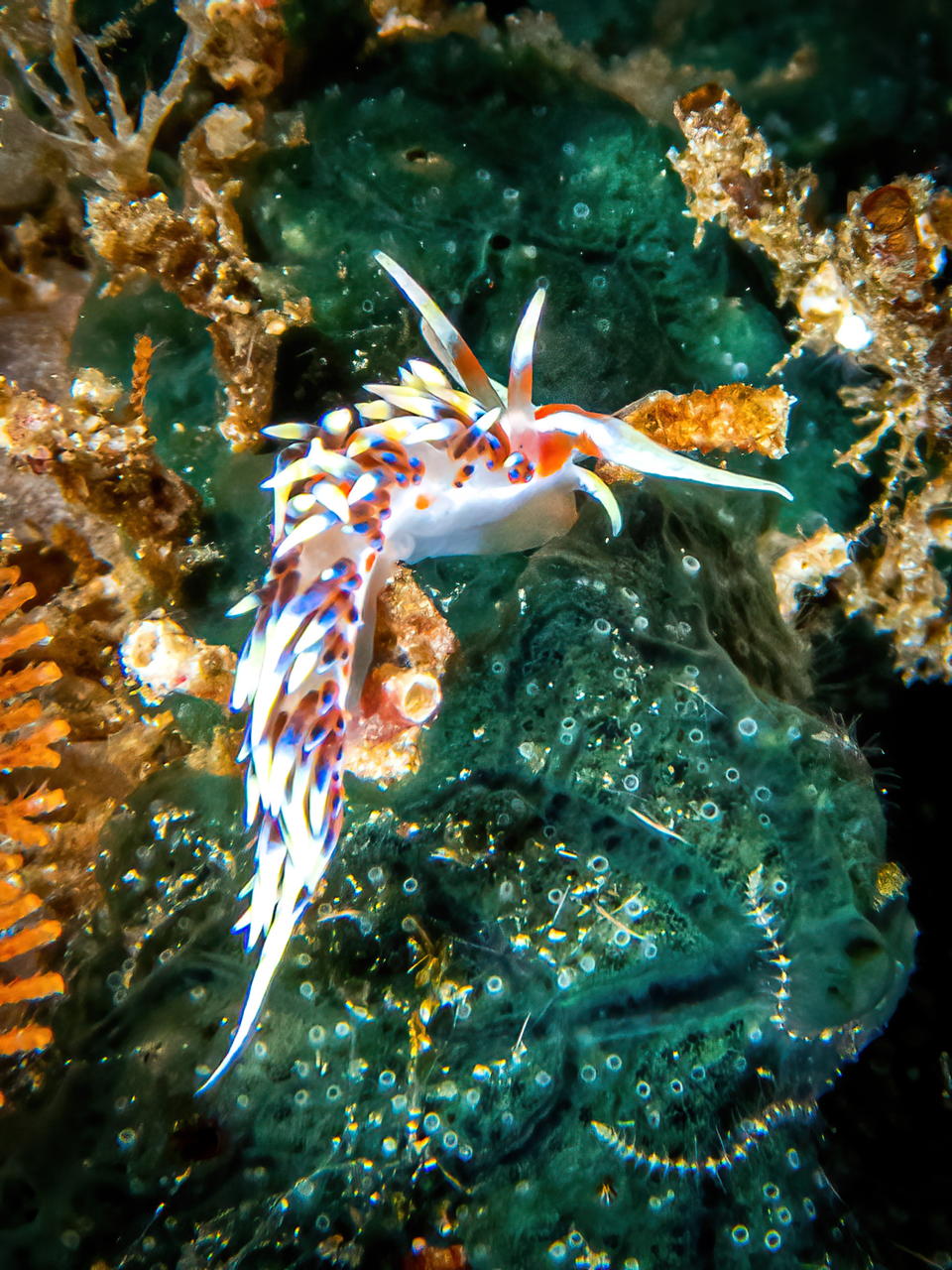 Raja4Divers plongee 105 2022 by Luca Carmagnola