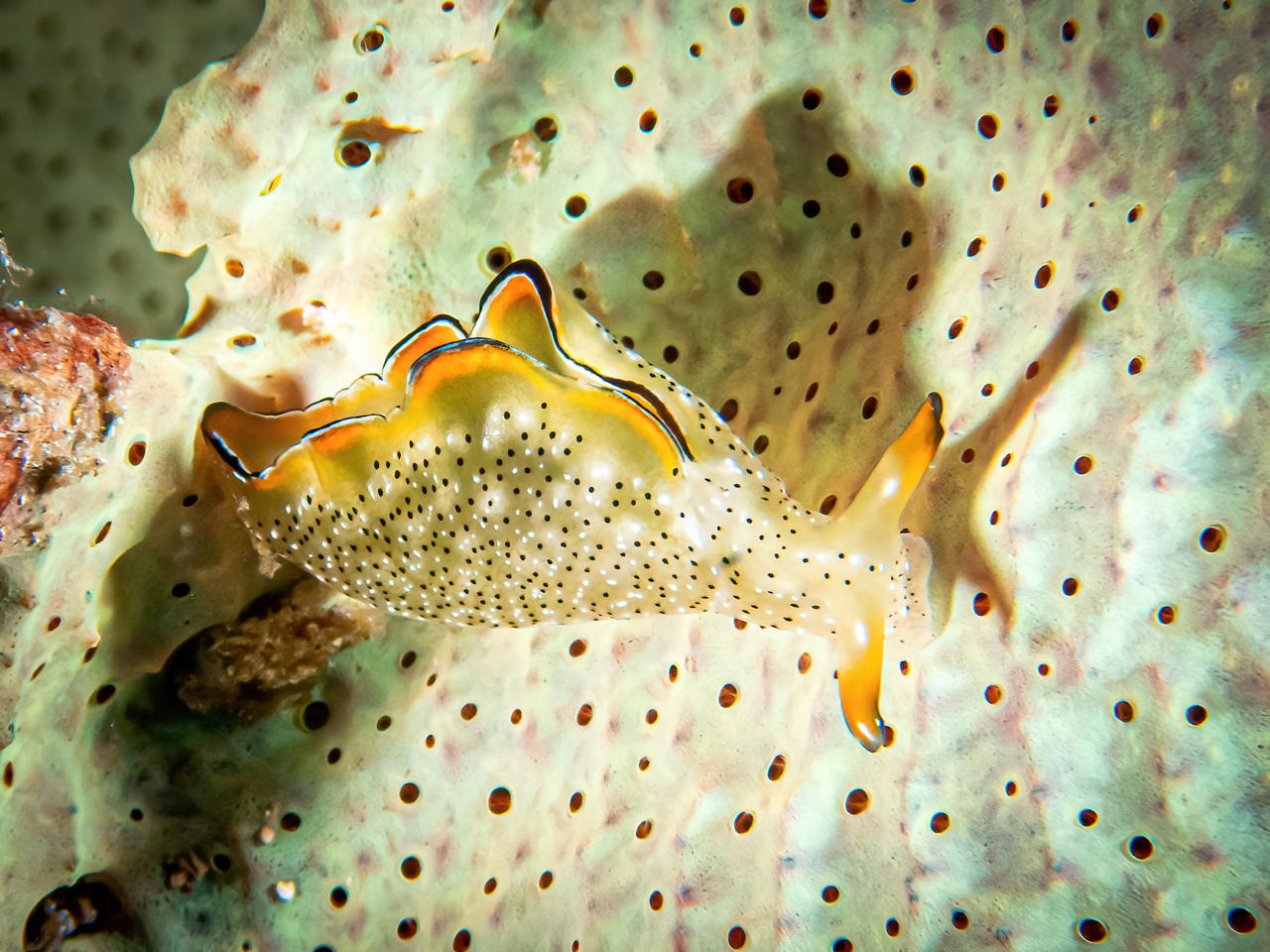 Raja4Divers plongee 110 2022 by Luca Carmagnola