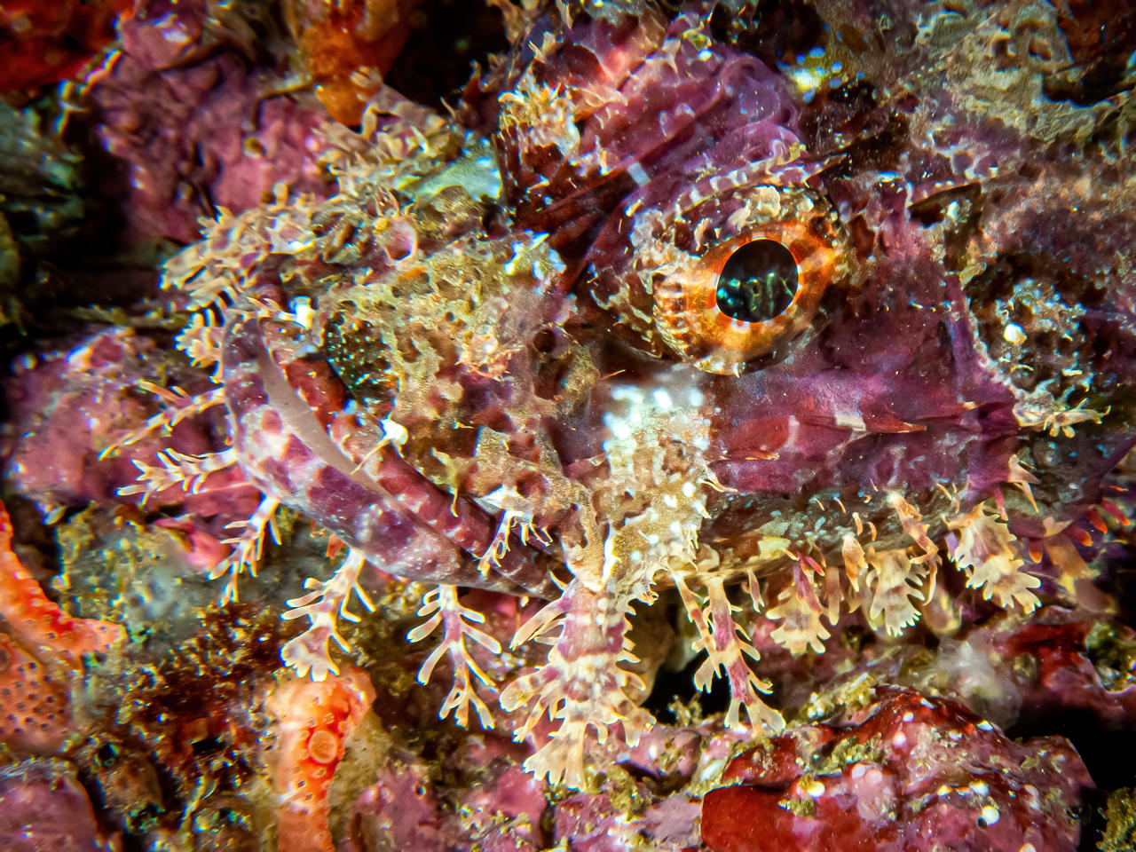Raja4Divers plongee 115 2022 by Luca Carmagnola