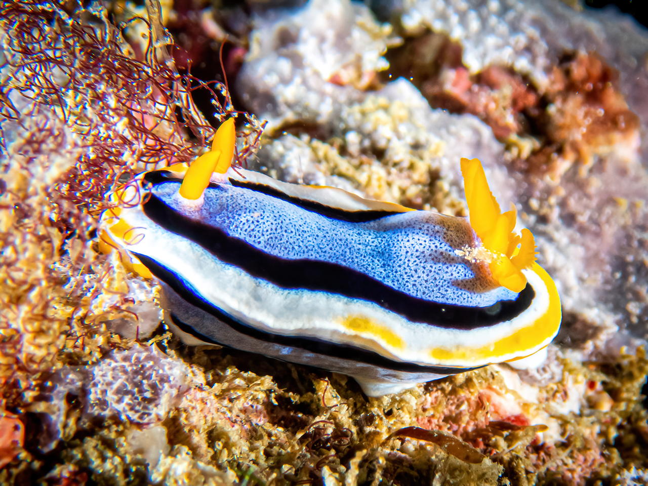 Raja4Divers plongee 116 2022 by Luca Carmagnola