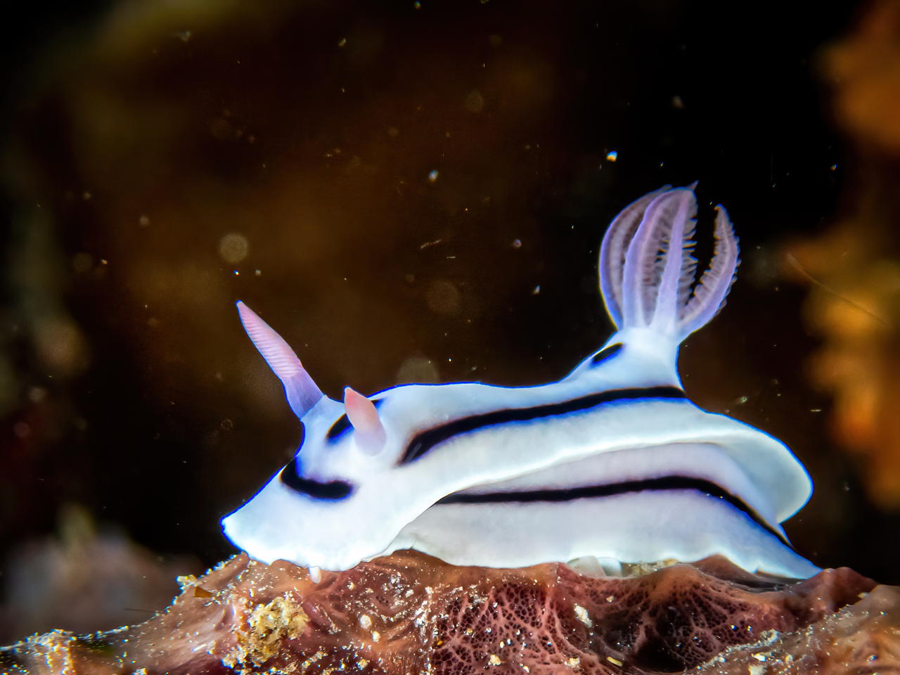 Raja4Divers plongee 118 2022 by Luca Carmagnola