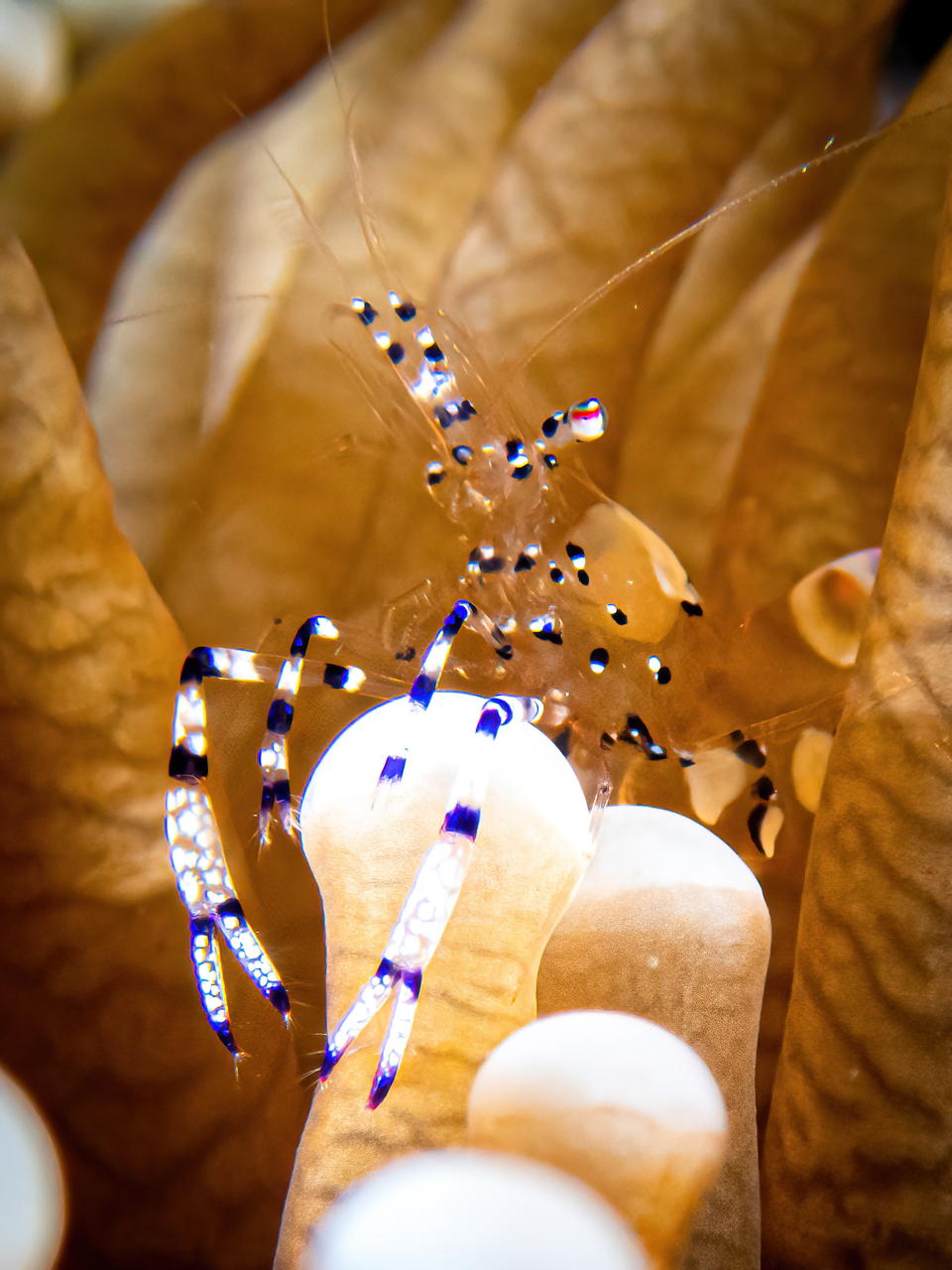Raja4Divers plongee 121 2022 by Luca Carmagnola