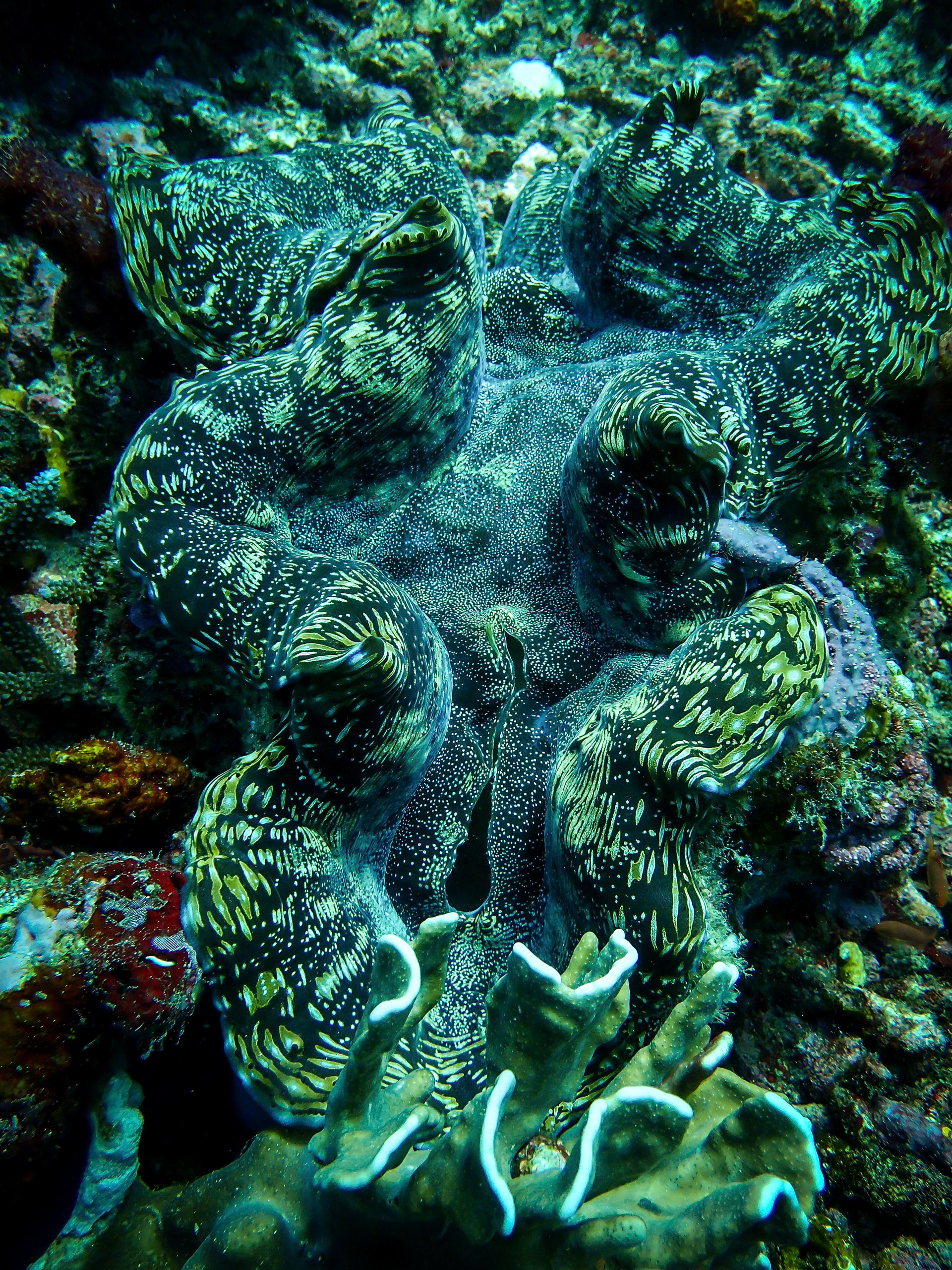 Plongée à Bali sur le WAOW Boat, Indonésie 2015