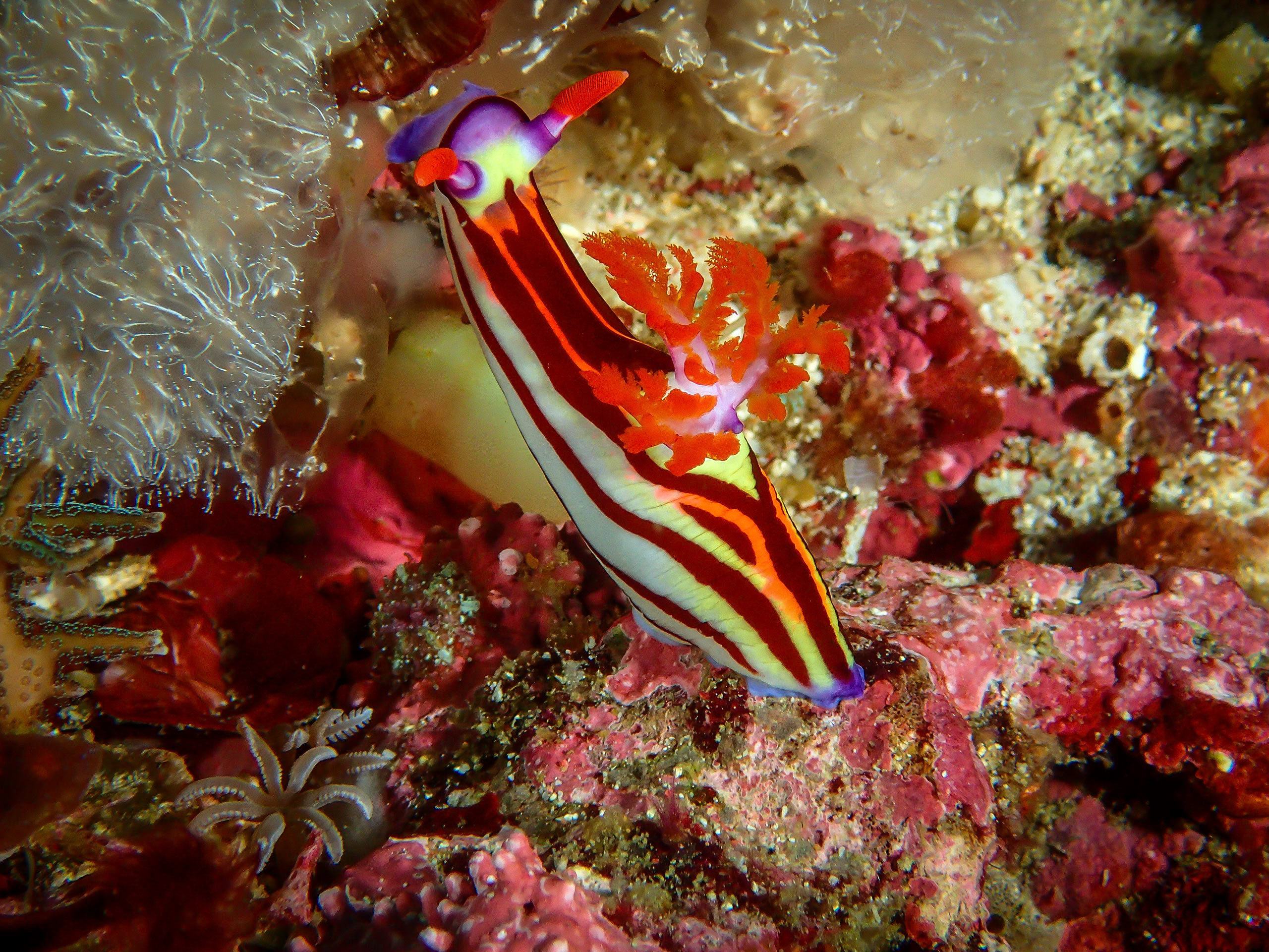Plongée à Bali sur le WAOW Boat, Indonésie 2015