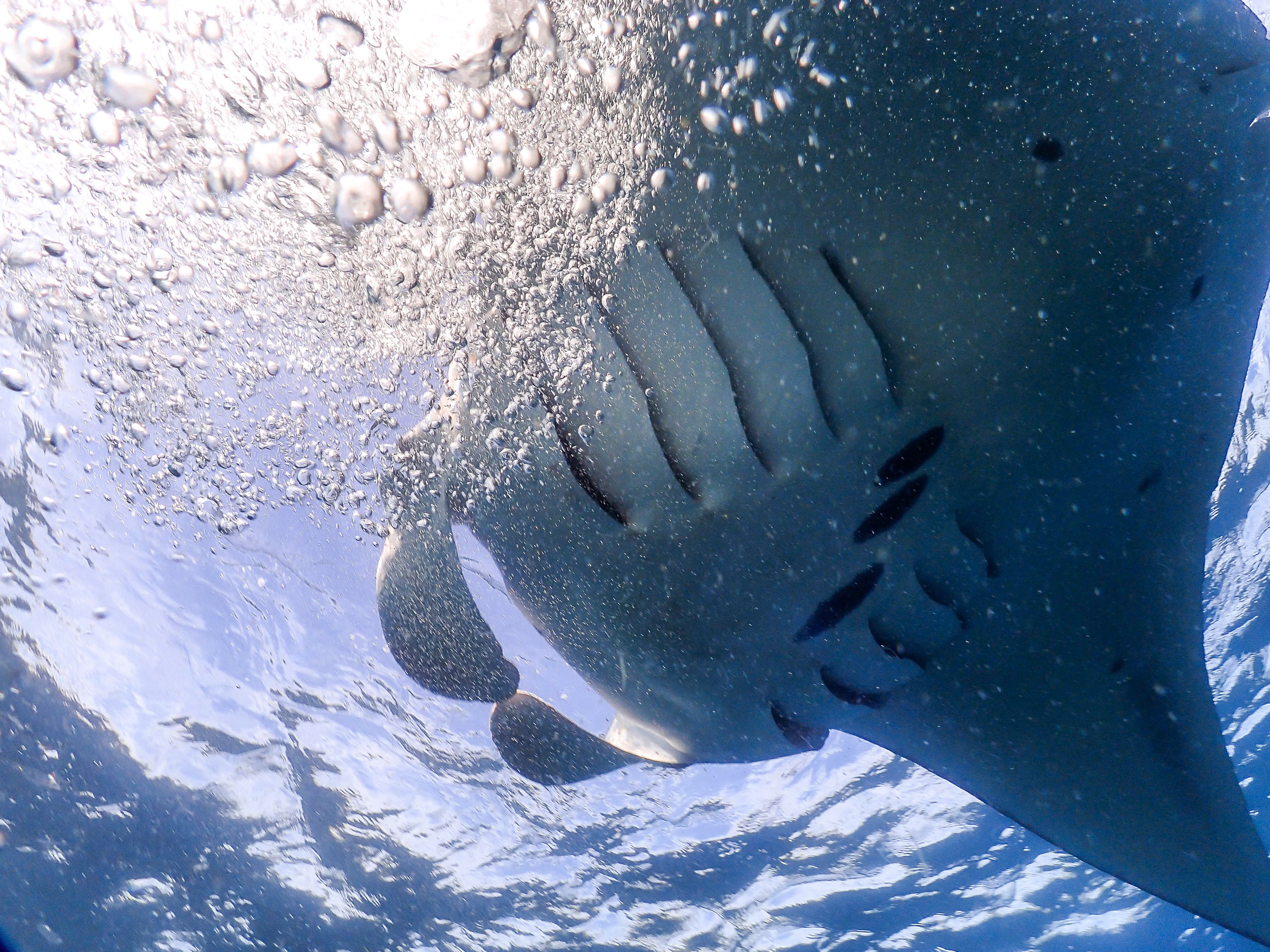 Plongée à Bali sur le WAOW Boat, Indonésie 2015