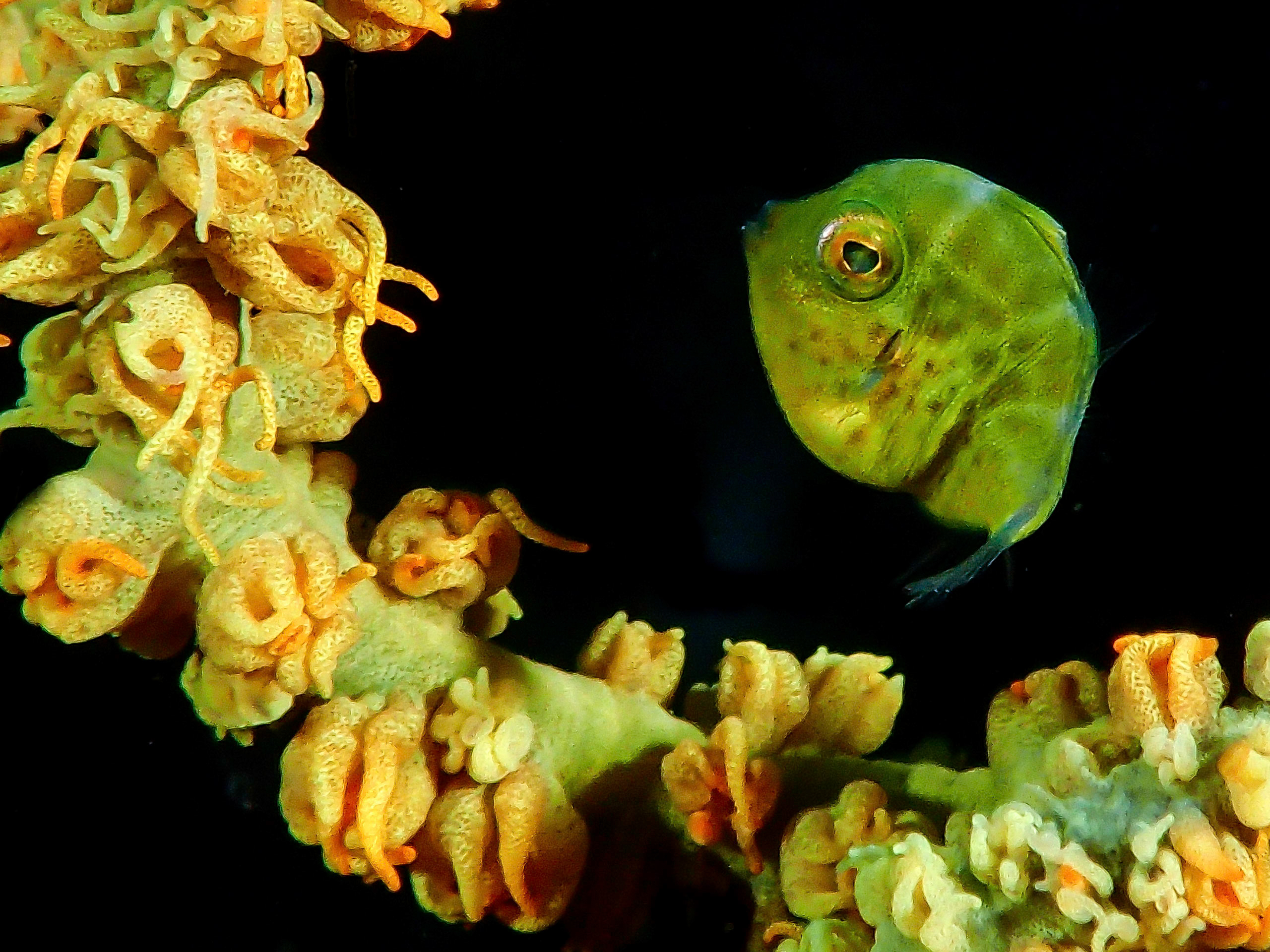 Plongée à Bali sur le WAOW Boat, Indonésie 2015