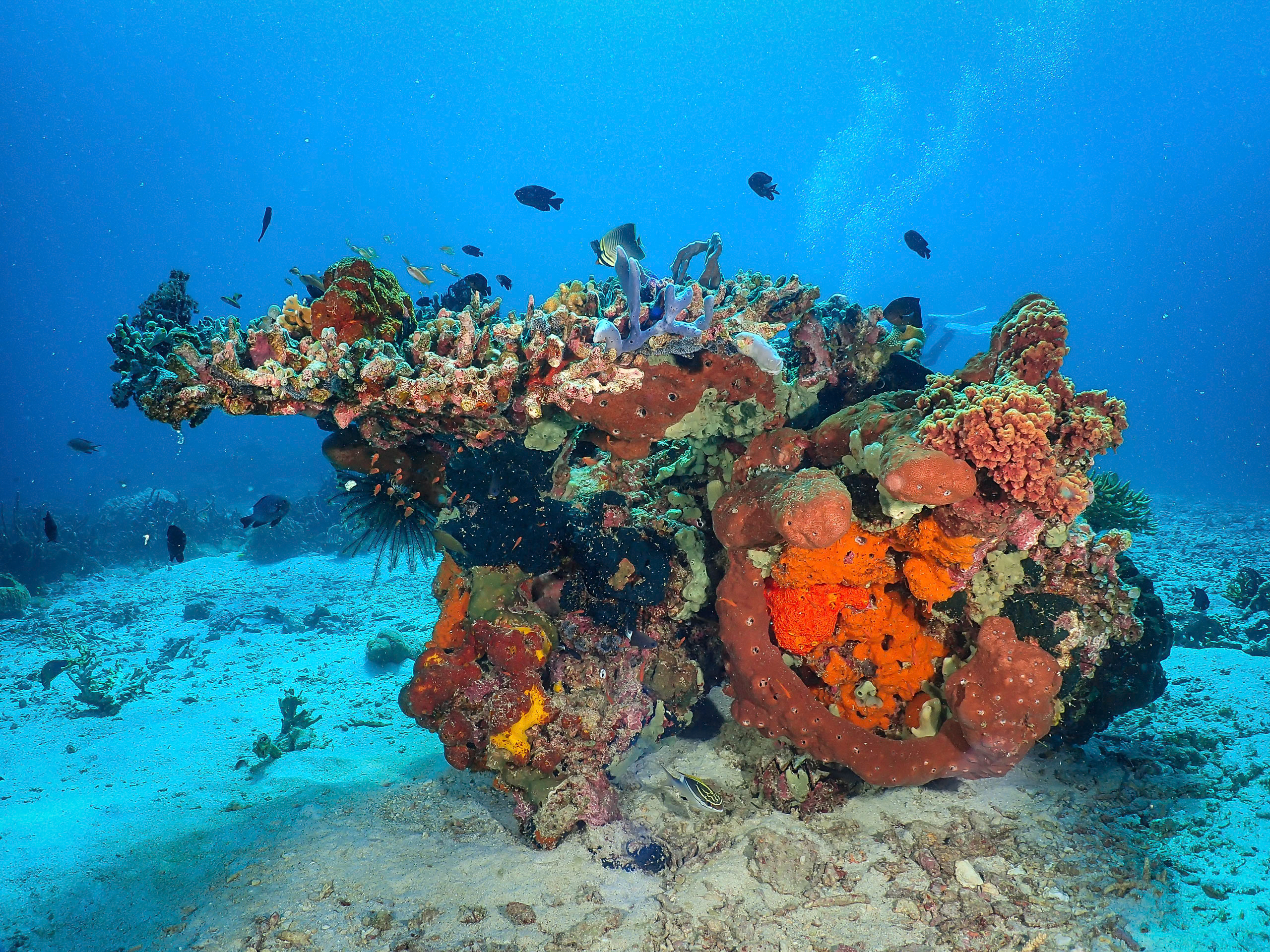 Plongée à Bali sur le WAOW Boat, Indonésie 2015